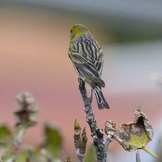 Serin des Canaries