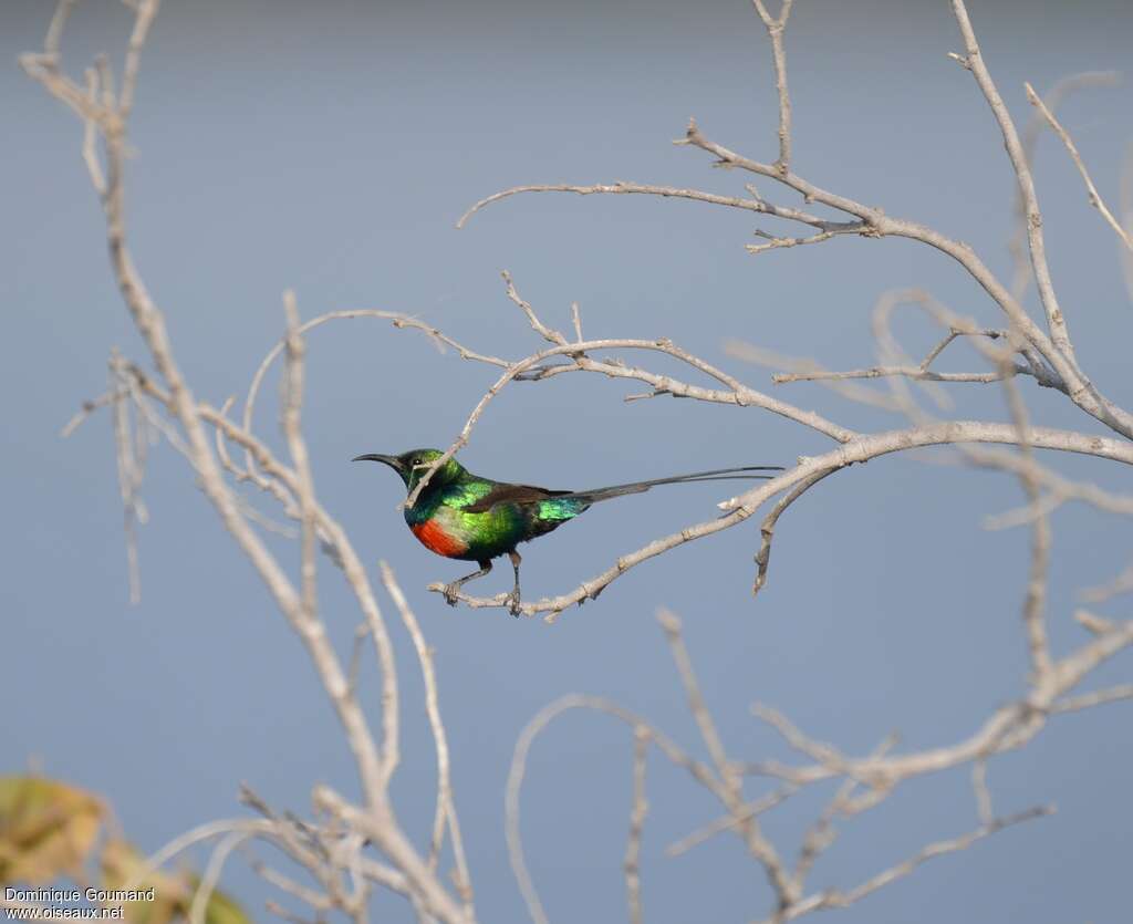 Beautiful Sunbird male adult breeding, identification