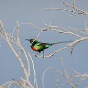 Beautiful Sunbird