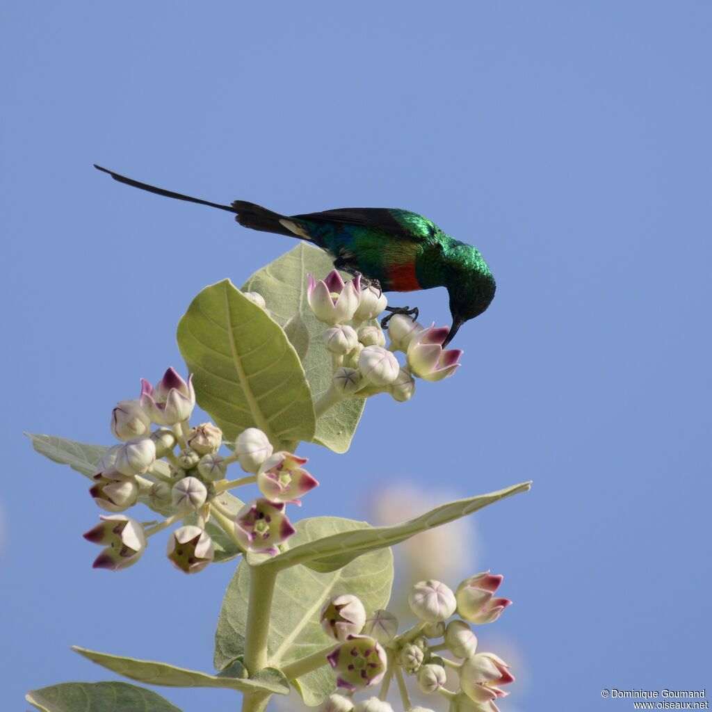 Beautiful Sunbird male adult