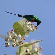 Beautiful Sunbird