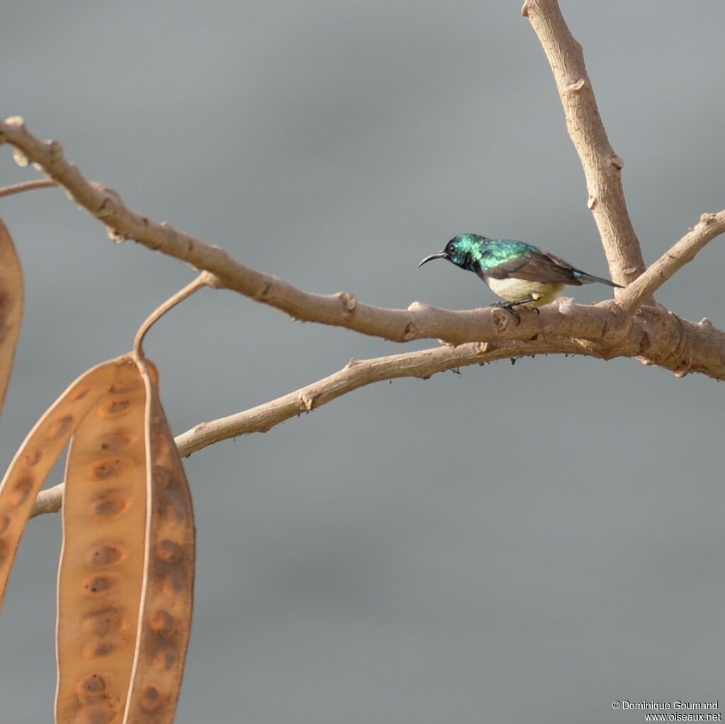 Variable Sunbird male