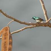 Variable Sunbird