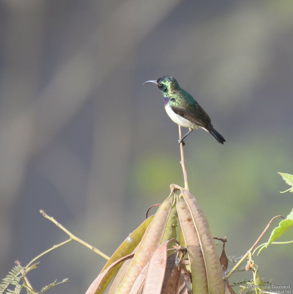 Variable Sunbird male