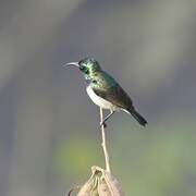 Variable Sunbird