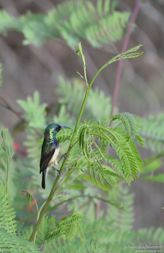 Variable Sunbird male