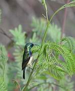 Variable Sunbird