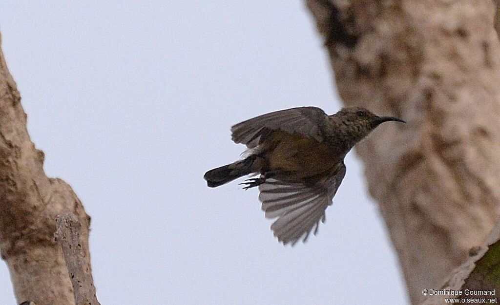 Variable Sunbird female adult