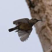 Variable Sunbird