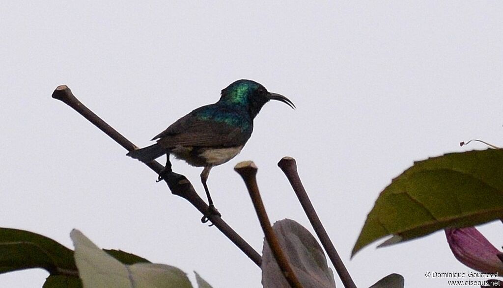 Variable Sunbird male adult