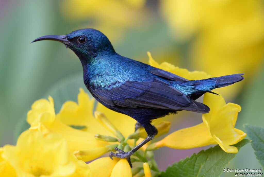 Purple Sunbird male