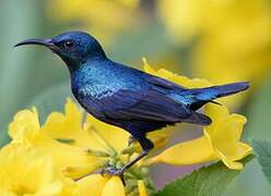 Purple Sunbird