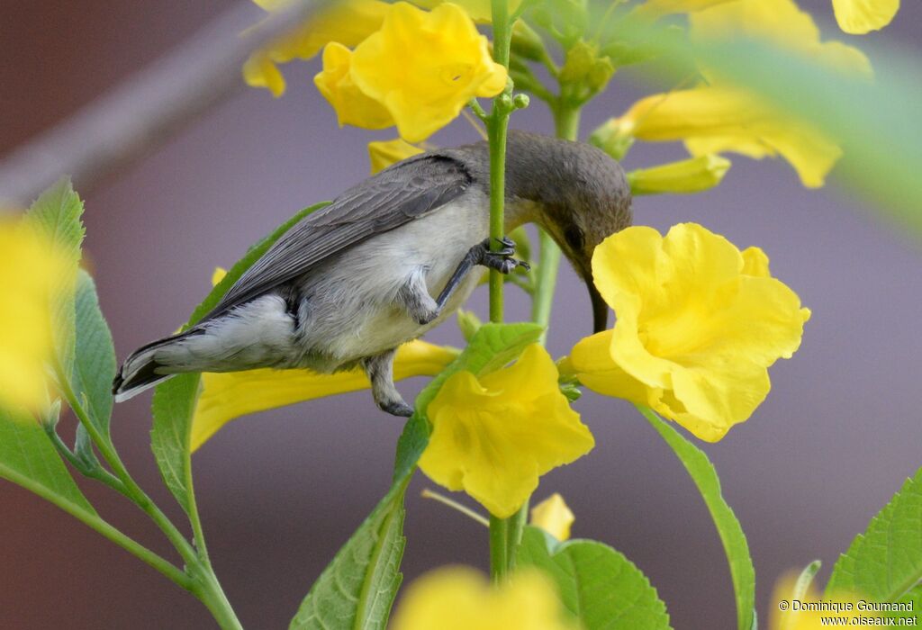 Purple Sunbird female