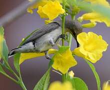 Purple Sunbird