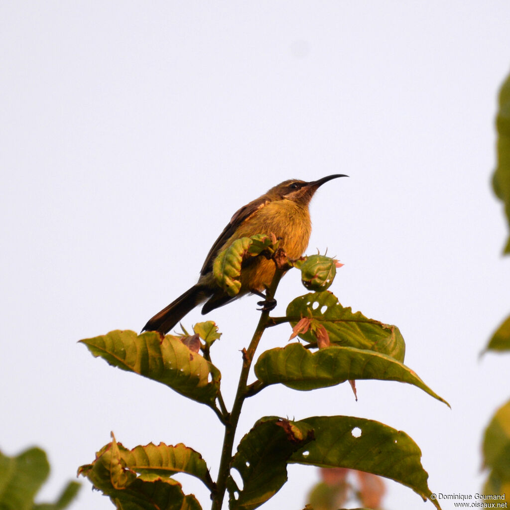 Bronze Sunbird female adult, identification