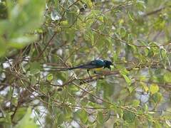 Nile Valley Sunbird