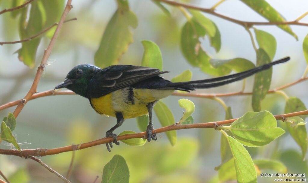 Nile Valley Sunbird male adult