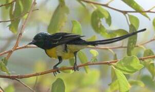 Nile Valley Sunbird