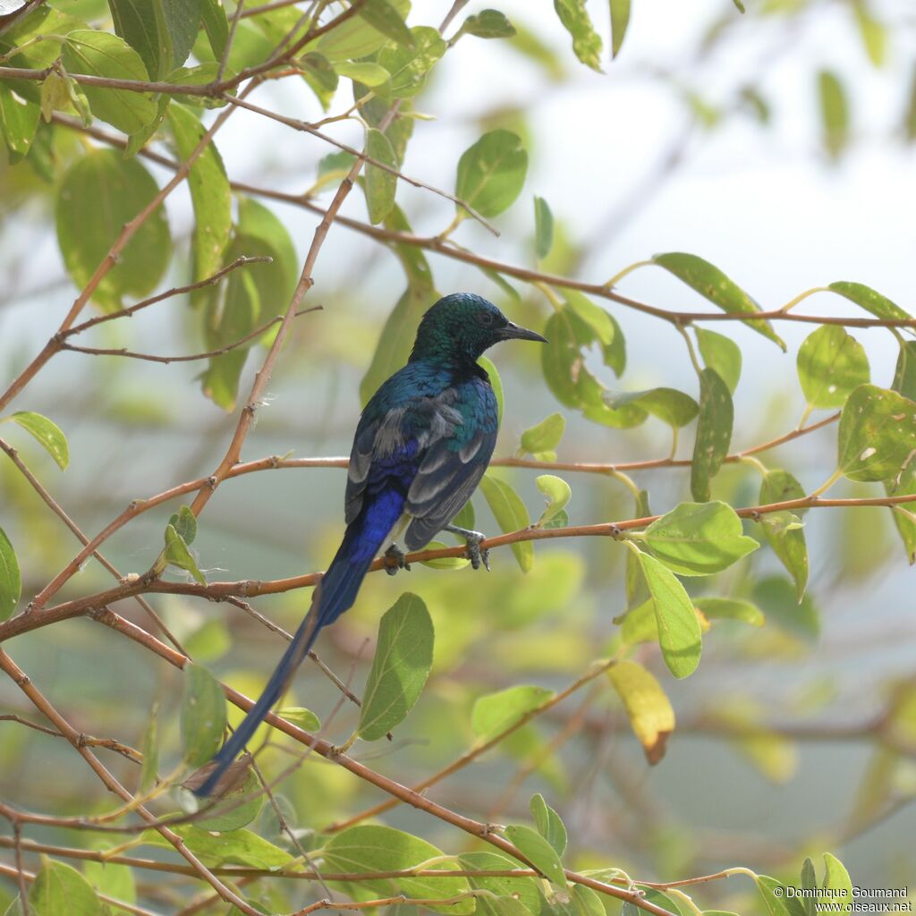 Nile Valley Sunbird male adult