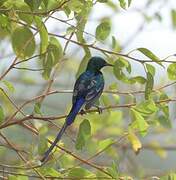 Nile Valley Sunbird