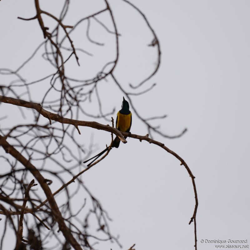 Nile Valley Sunbird male adult breeding