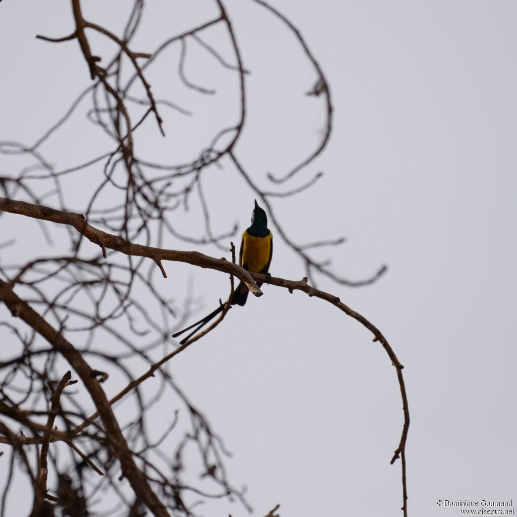 Nile Valley Sunbird male adult breeding