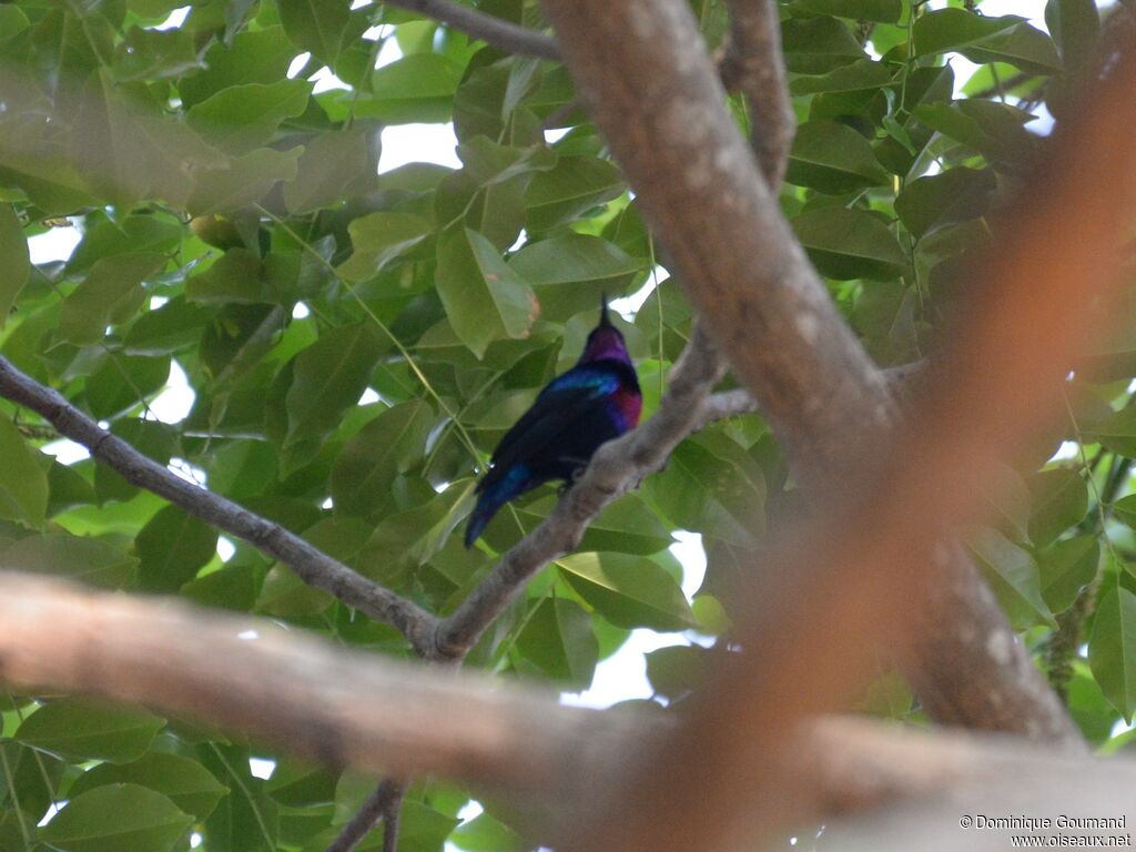 Splendid Sunbird male