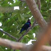 Splendid Sunbird