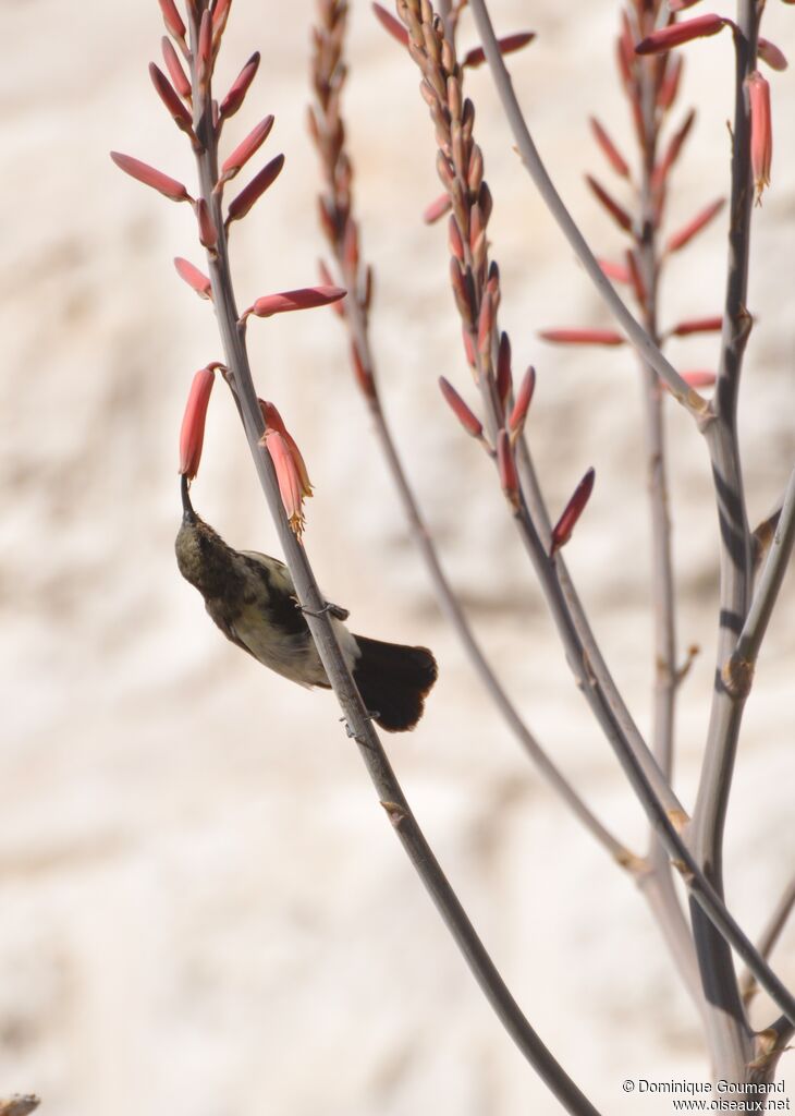 Dusky Sunbird male adult post breeding