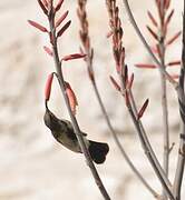 Dusky Sunbird