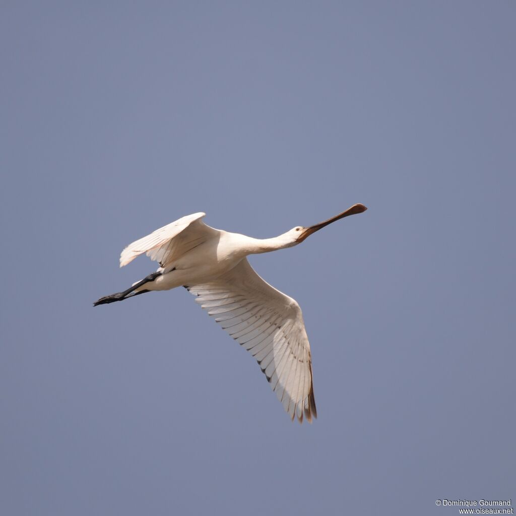 Eurasian Spoonbill