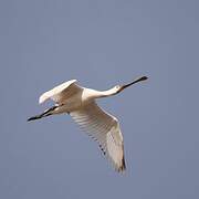 Eurasian Spoonbill