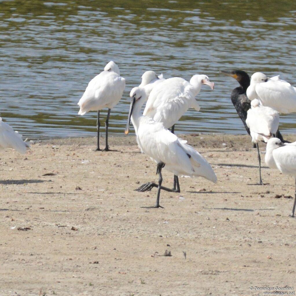 Eurasian Spoonbill