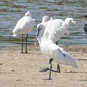 Eurasian Spoonbill