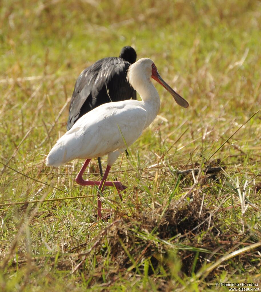 African Spoonbill female adult