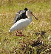 African Spoonbill