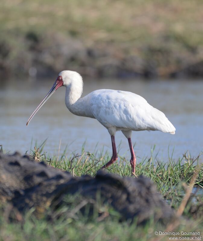 African Spoonbill male adult