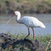 African Spoonbill