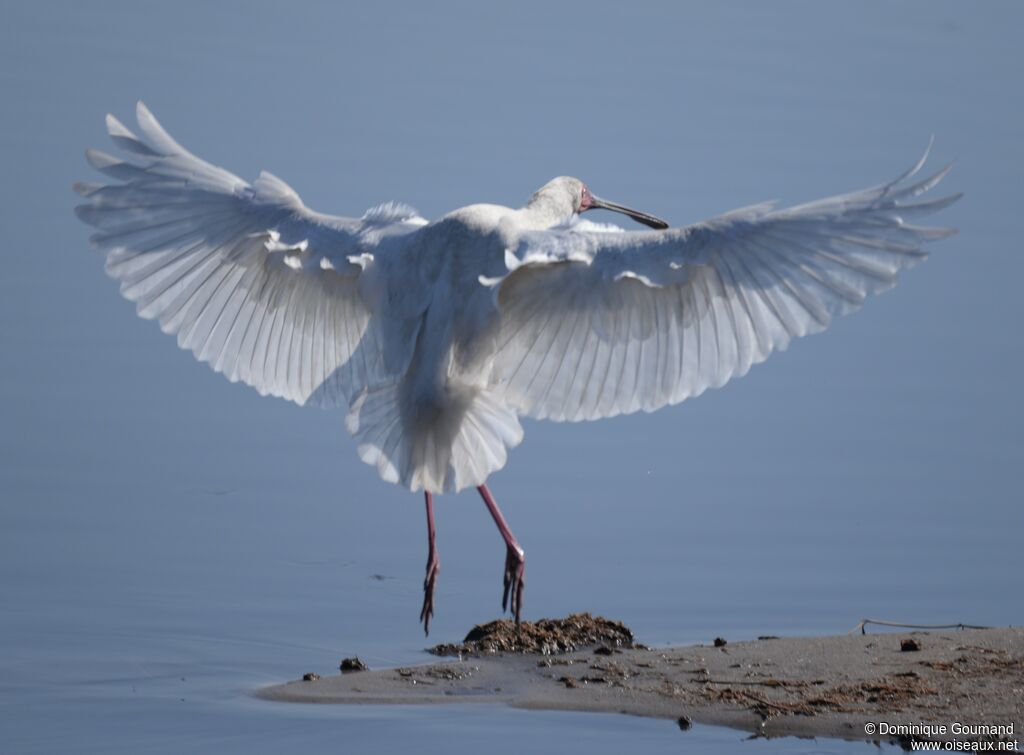 African Spoonbill female adult