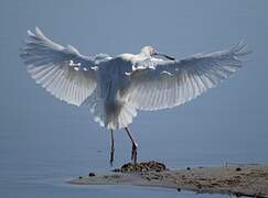 African Spoonbill