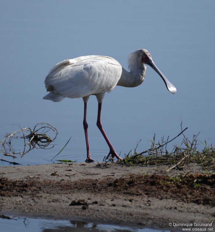 African Spoonbill female adult