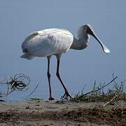 African Spoonbill