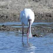 African Spoonbill