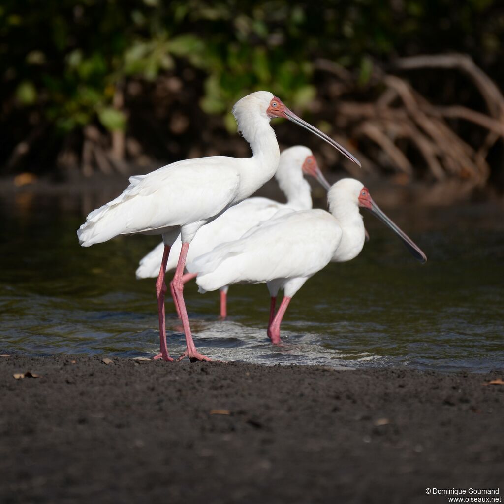 African Spoonbill