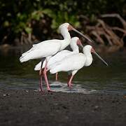 African Spoonbill