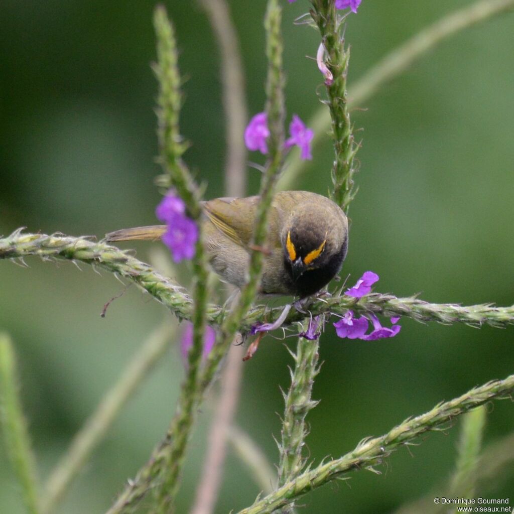 Yellow-faced Grassquit male adult