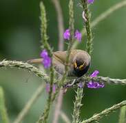 Yellow-faced Grassquit