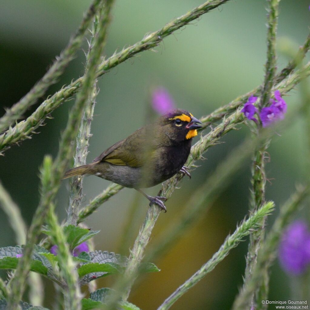 Yellow-faced Grassquit male adult