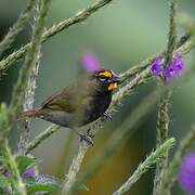 Yellow-faced Grassquit