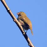 Sporophile grand-chanteur